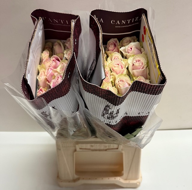 Rosa ec rosita vendela CT.jpg